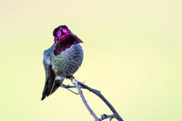 Anna's Hummingbird (Male)