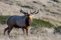 Tule Elk