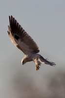 White-Tailed Kite