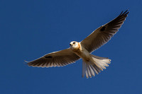 White-Tailed Kite