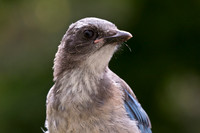 Scrub Jay