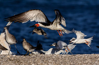 Black Skimmers