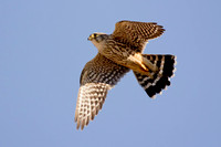 Merlin
