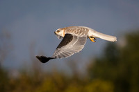 White-Tailed Kite