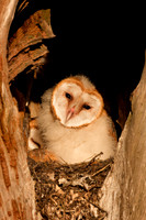 Barn Owl fluffiness