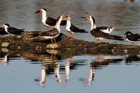Black Skimmers