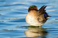Green-Winged Teal (Male)