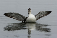 Loon