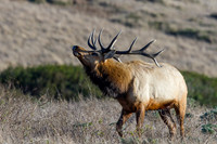 Tule Elk
