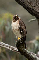 Redtail Hawk mother