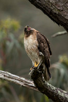 Redtail Hawk mother warding off Stellar Jays