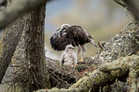 Redtail Hawk chick