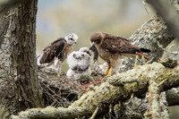 Redtail Hawk Adult feeds chicks