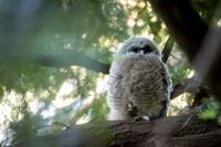 Spotted Owl baby
