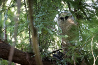 Spotted Owl baby