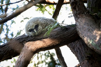 Spotted Owl baby