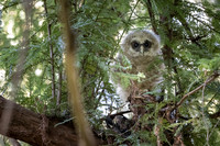 Spotted Owl baby