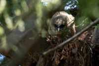 Spotted Owl baby