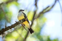 Western Kingbird