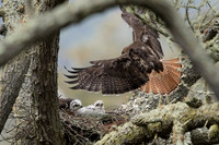 Redtail Hawk delivers food to chicks