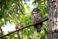 Spotted Owl