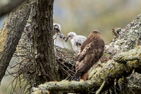 Redtail hawk babies fight over dinner