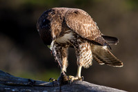 Red-Tailed Hawk