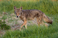 Coyote