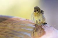 Lesser Goldfinch