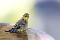 Lesser Goldfinch