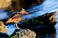 Black Oystercatcher