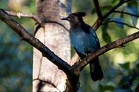 Stellar's Jay