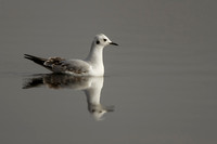 Bonaparte Gull