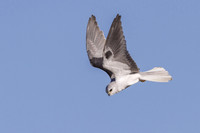 White-tailed Kite