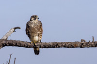 Peregrine Falcon (Juvenile)