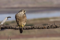 Peregrine Falcon (Juvenile)