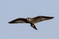 Peregrine Falcon (Juvenile)
