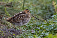Snipe