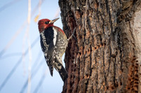 Red-Breasted Sapsucker