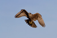 Juvenile Peregrine Falcon