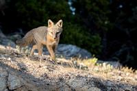 Gray Fox hunting