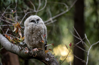 Spotted Owl Baby