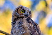 Great Horned Owlet