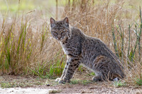 Bobcat