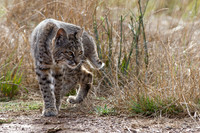 Bobcat