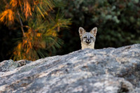 Gray Fox