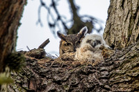 Great Horned Owl mom with chick