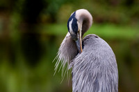 Great Blue Heron