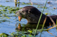 River Otter