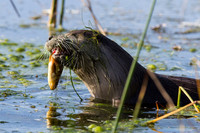 River Otter
